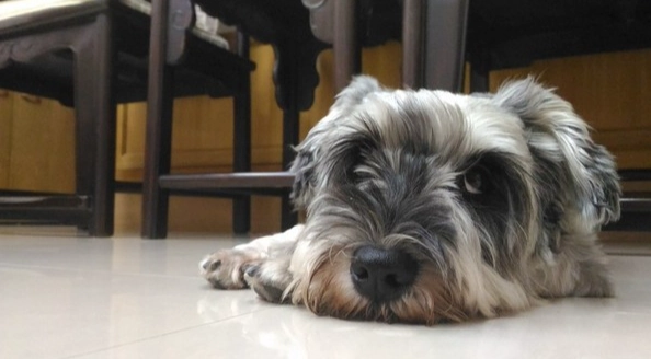 拔牙後狗狗吃什麼