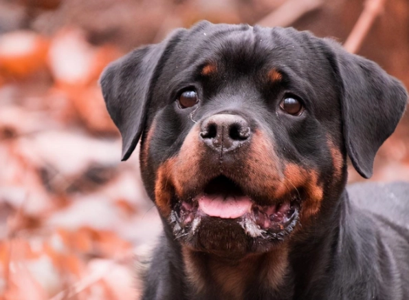 延長羅威納犬壽命