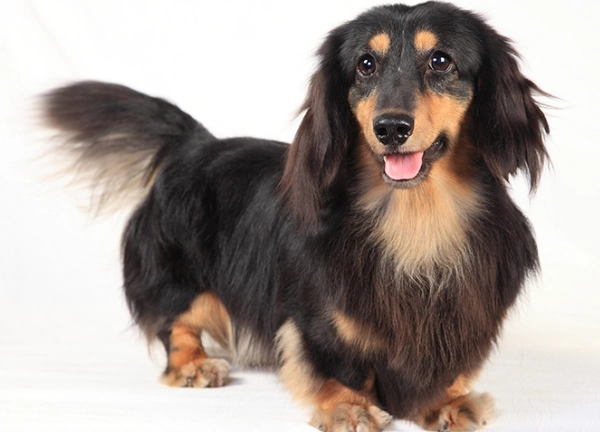 臘腸狗飼養方法