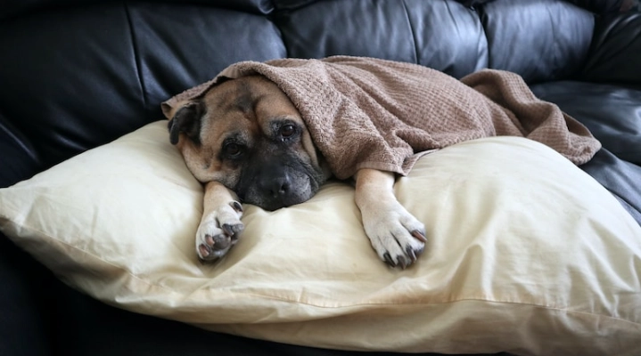 狗拔牙後護理 狗拔牙後護理