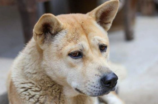 寵物健康檢查 寵物健康檢查