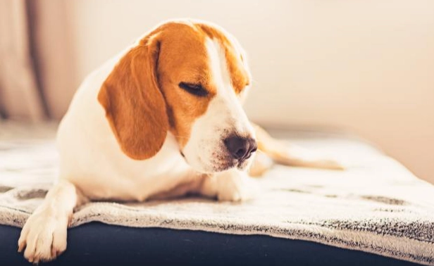 寵物癌症手術花費