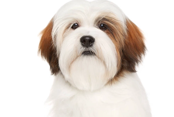 拉薩犬健康照護