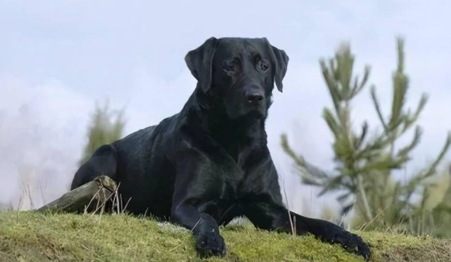 大型黑色犬