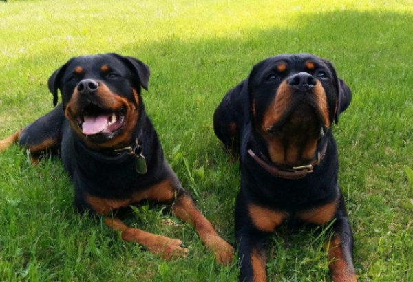 羅威納犬平均壽命