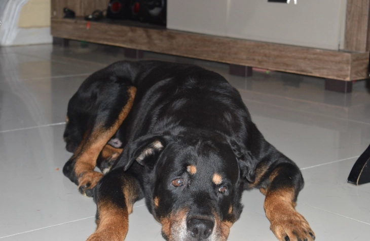 狗狗乳腺瘤疼痛