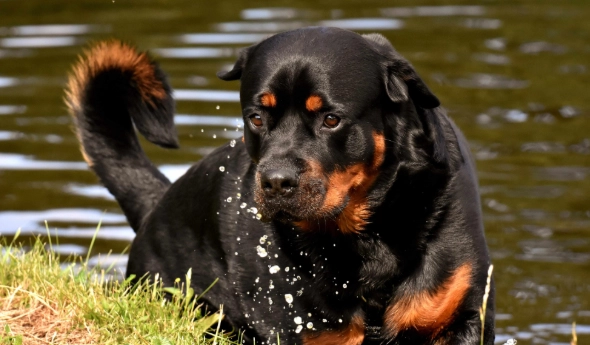 罗威纳饲养注意事项 罗威纳饲养注意事项
