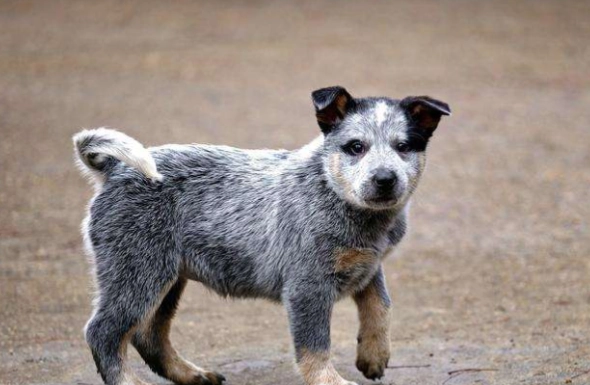 澳洲牧牛犬飼養