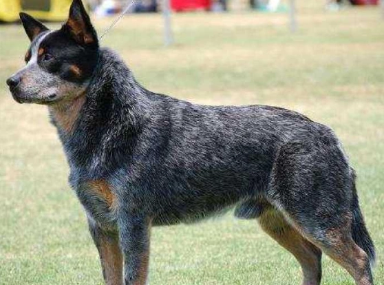 澳洲牧羊犬遺傳顏色 澳洲牧羊犬遺傳顏色