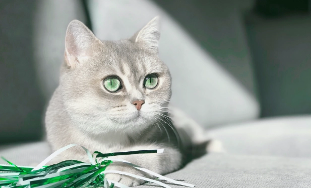 貓咪吃花生安全嗎