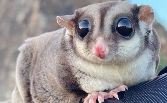 蜜袋鼯水果安全 蜜袋鼯水果安全