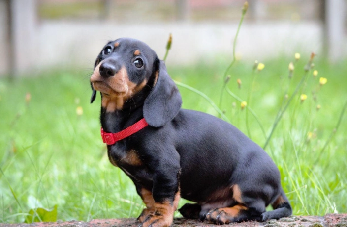 延長臘腸狗壽命 延長臘腸狗壽命