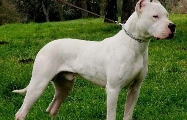 護主犬訓練方法 護主犬訓練方法