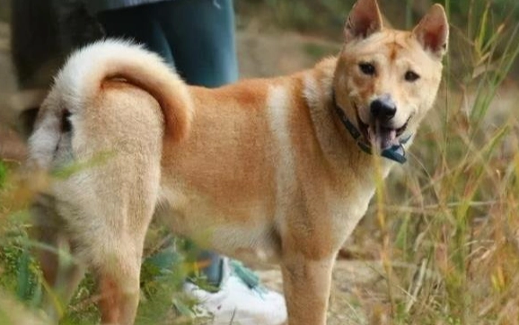 濕糧狗選擇 濕糧狗選擇