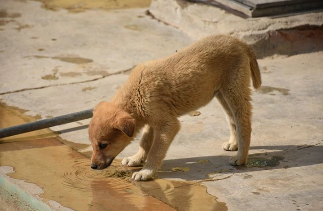 如何讓狗狗多喝水 如何讓狗狗多喝水