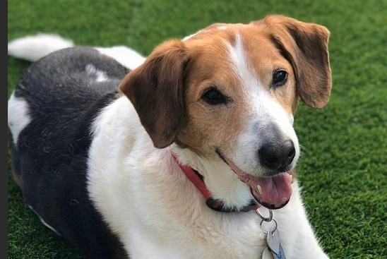 寵物健康檢查 寵物健康檢查