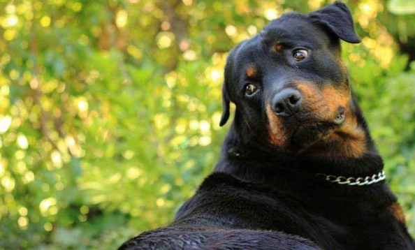 罗威纳犬优缺点