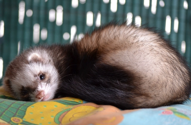 如何延長雪貂壽命 如何延長雪貂壽命