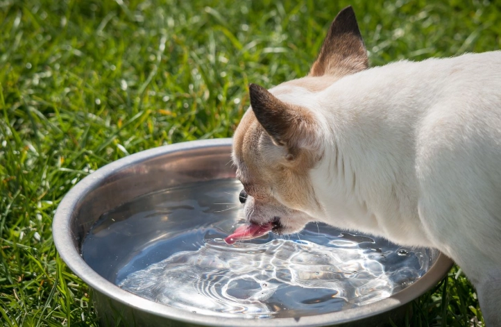 狗狗飲水過多原因