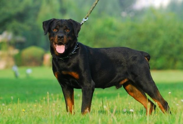 羅威納飼養困難 羅威納飼養困難