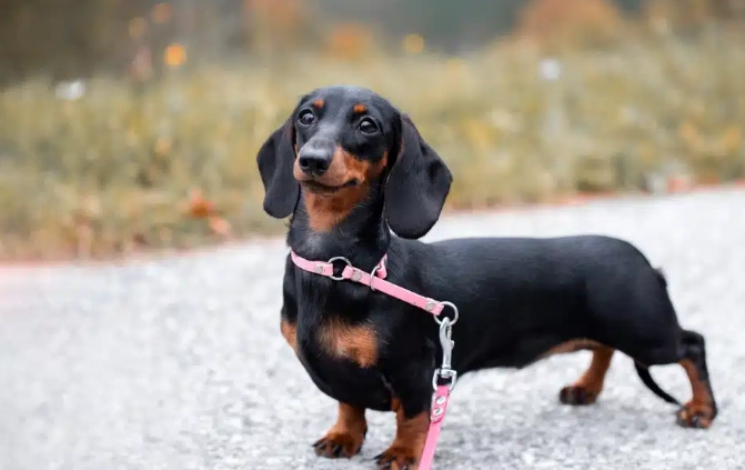 臘腸狗健康管理 臘腸狗健康管理