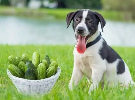 分離焦慮症治療