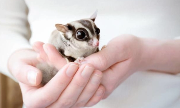 蜜袋鼯幼體餵食