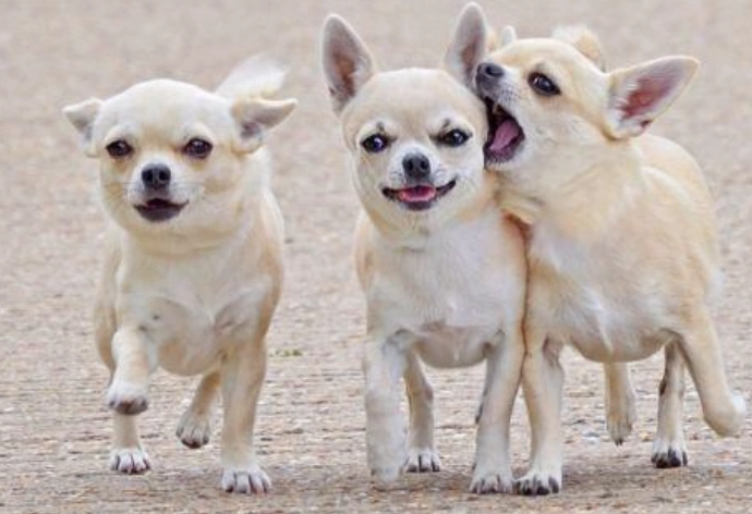 適合新手養的狗