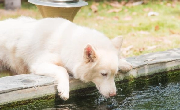 狗狗水分需求 狗狗水分需求