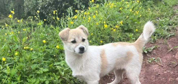 乳腺瘤症狀判斷