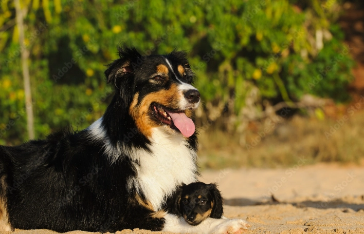 香港養澳洲牧羊犬