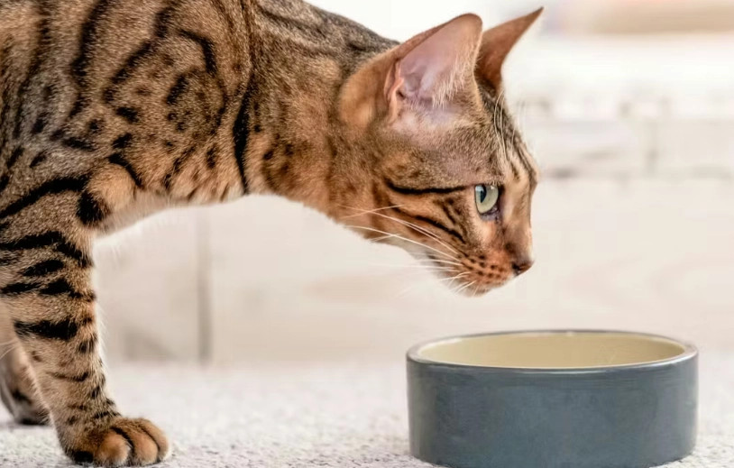 貓咪飲食紅蘿蔔 貓咪飲食紅蘿蔔