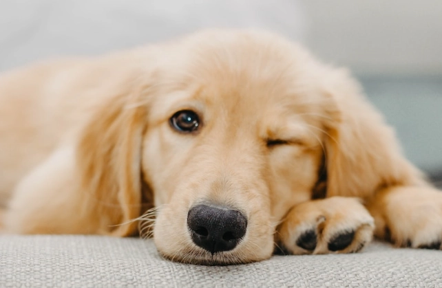 新手養狗推薦 新手養狗推薦