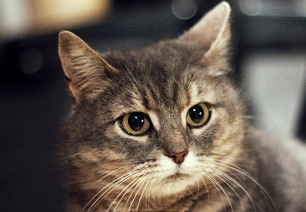 貓口腔護理 貓口腔護理