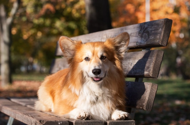 好養中型犬 好養中型犬