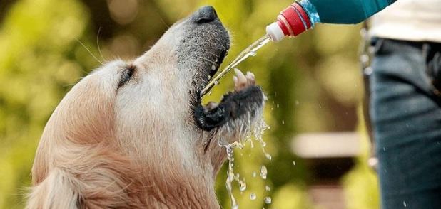 老年狗喝水問題