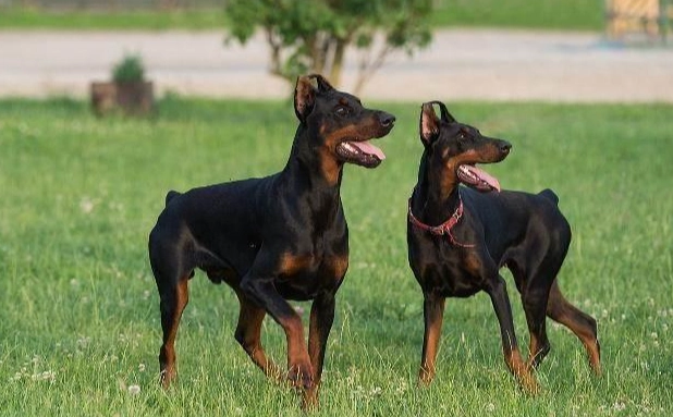 護主犬照顧 護主犬照顧