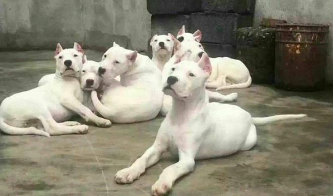 凶狗飼養注意事項