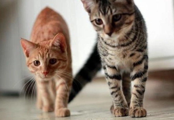 貓吃蔬菜安全 貓吃蔬菜安全