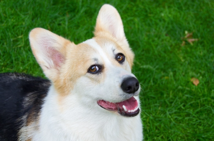 狗拔牙後護理 狗拔牙後護理