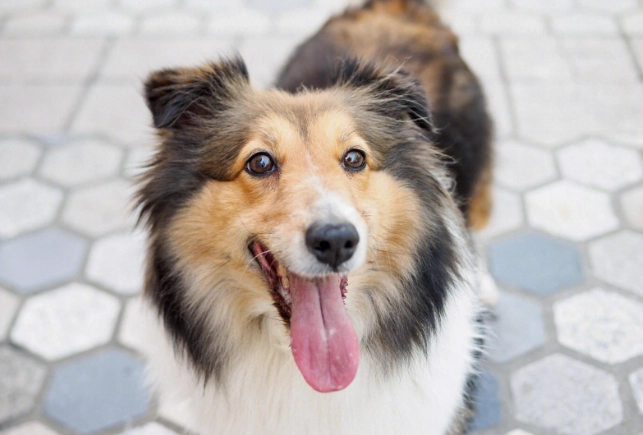 好養中型犬 好養中型犬