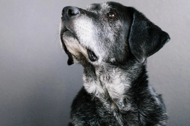 狗牙齒手術併發症 狗牙齒手術併發症