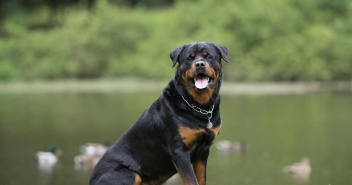 護主犬照顧 護主犬照顧