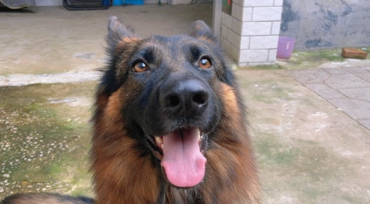 狗狗排尿頻率 狗狗排尿頻率