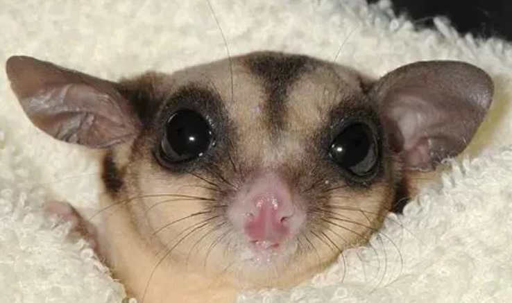 蜜袋鼯健康體重