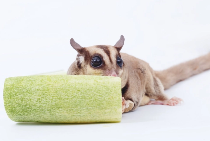 蜜袋鼯飲食安全