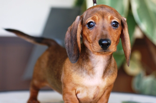 臘腸狗聰明嗎 臘腸狗聰明嗎