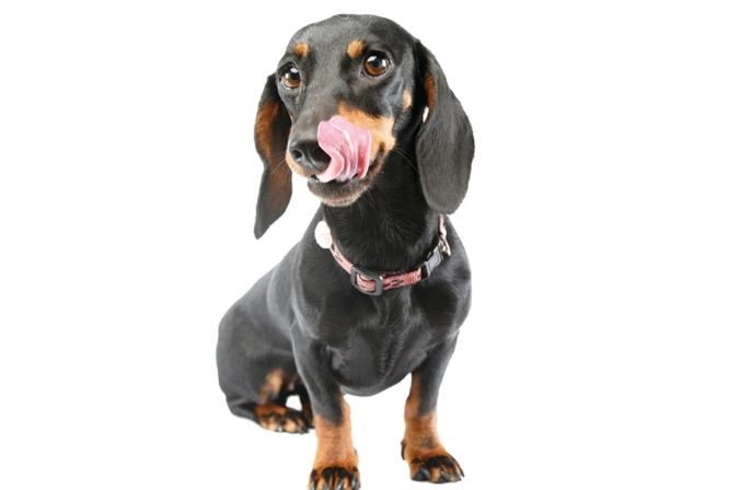 臘腸狗毛色種類