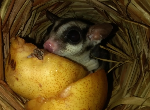 蜜袋鼯安全水果 蜜袋鼯安全水果