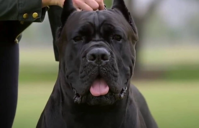 護衛犬品種比較